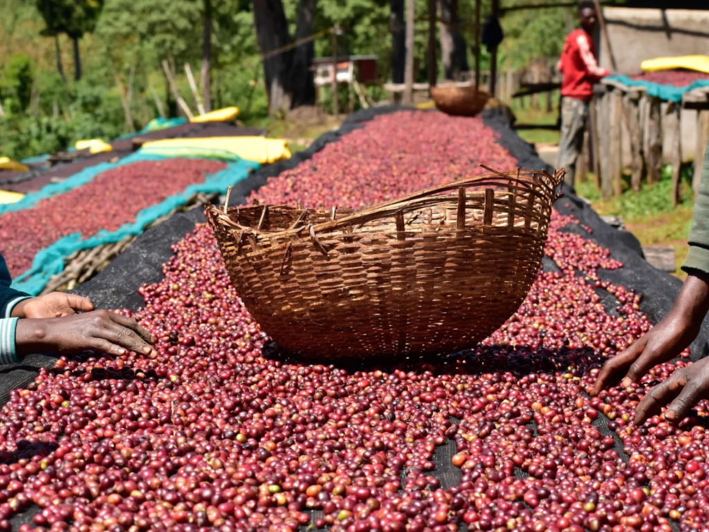 Guji Wamena