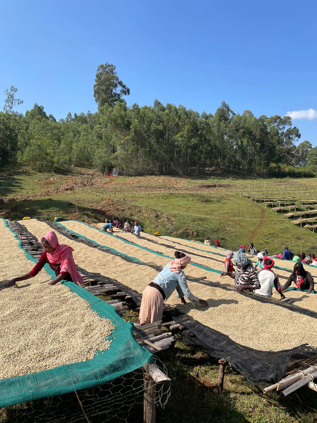 Sidamo Anaerobic Bombe