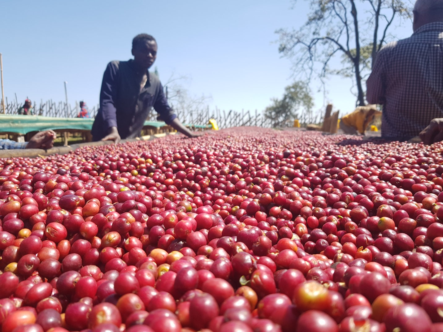 Sidamo Nensebo Rafisa