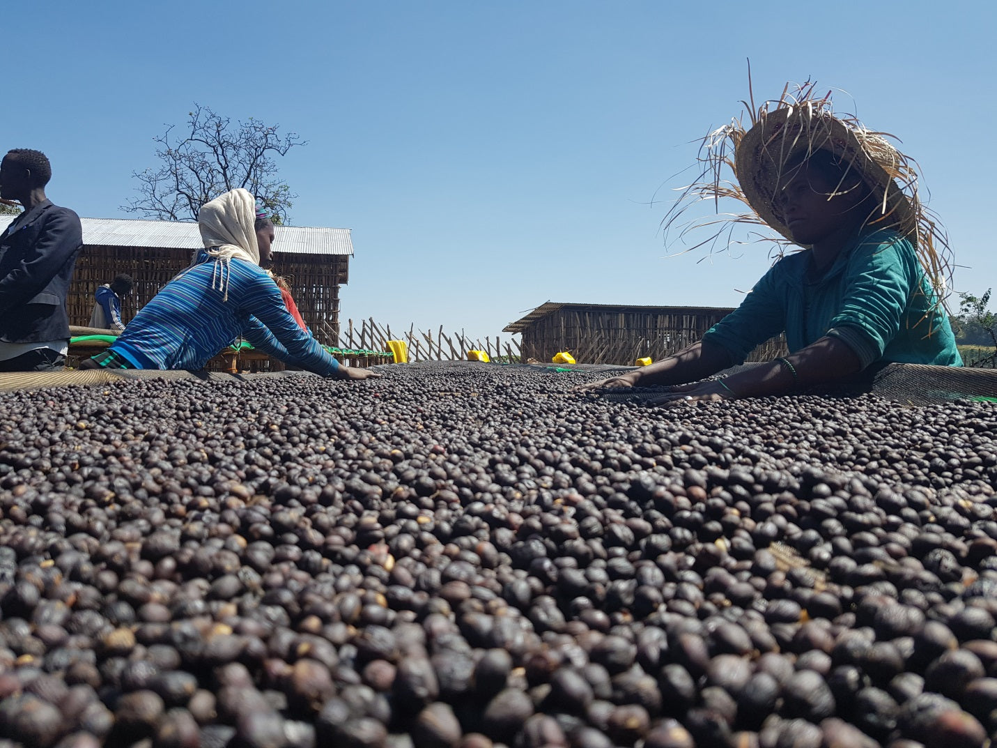 Yirgacheffe Idido