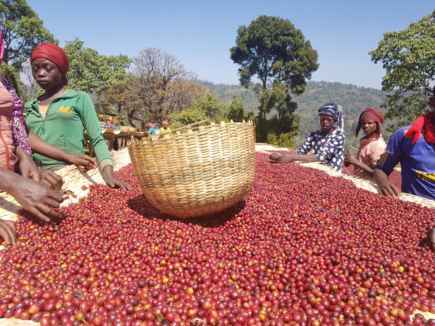 Sidamo Nensebo Rafisa